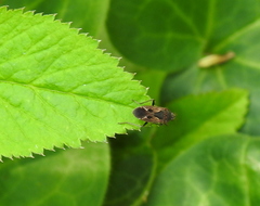 Rhyparochromus vulgaris