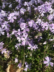 Phlox subulata