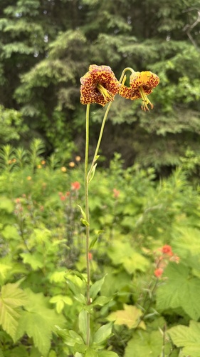 Columbia lily