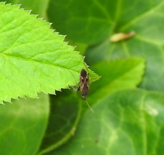 Rhyparochromus vulgaris