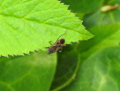 Rhyparochromus vulgaris