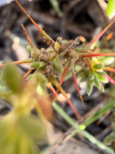Sclerolaena obliquicuspis, 2026-08-01