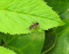 Rhyparochromus vulgaris