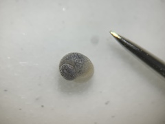 Pyrgulopsis deserta