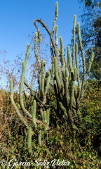 Cleistocactus parviflorus
