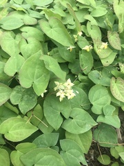 Epimedium