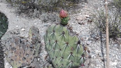 Opuntia rastrera