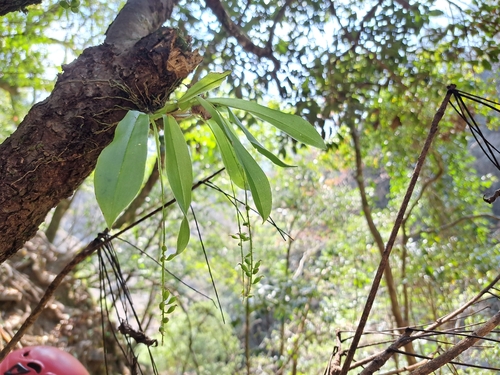 Liparis elliptica, photograph 5