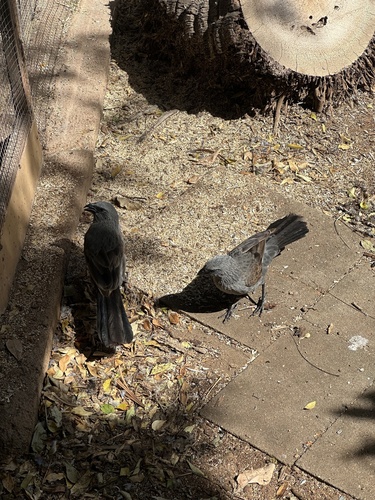 Apostlebird