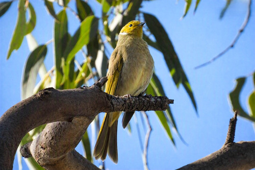White-plumed Honeyeater