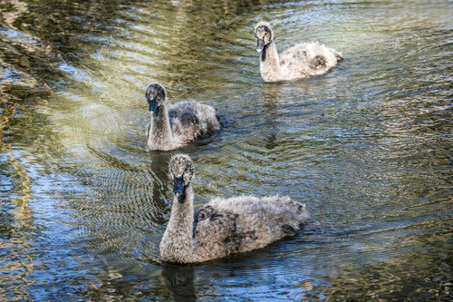 Black Swan