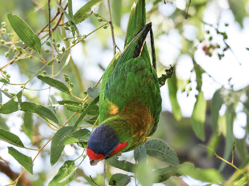 Musk Lorikeet
