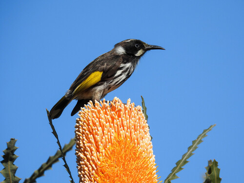 New Holland Honeyeater
