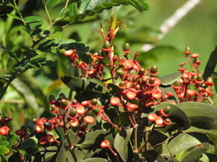 Psittacanthus cucullaris