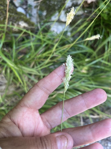 Sesleria alba, photograph 1