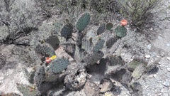 Opuntia rastrera