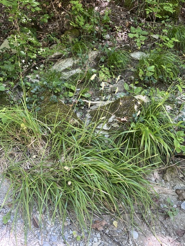 Sesleria alba, photograph 2