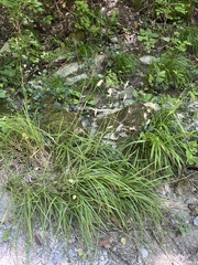 Sesleria alba, photograph (c) Наталья Пикалова, some rights reserved (CC BY)