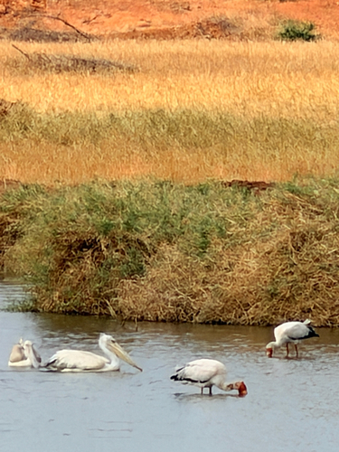 iNaturalist image