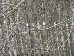 Phoenicurus phoenicurus