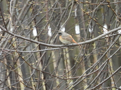 Phoenicurus phoenicurus