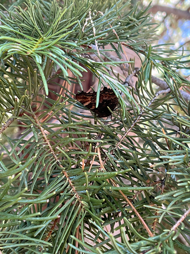 iNaturalist observation photo of California Tortoiseshell