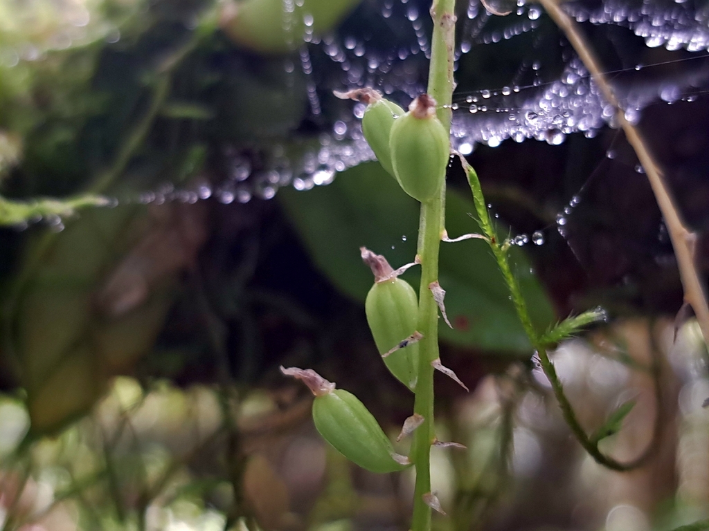 Liparis elliptica; photograph (c) vrxz, some rights reserved (CC BY-SA)