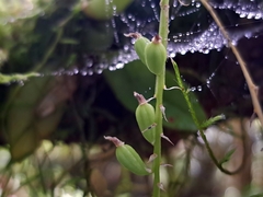 Liparis elliptica