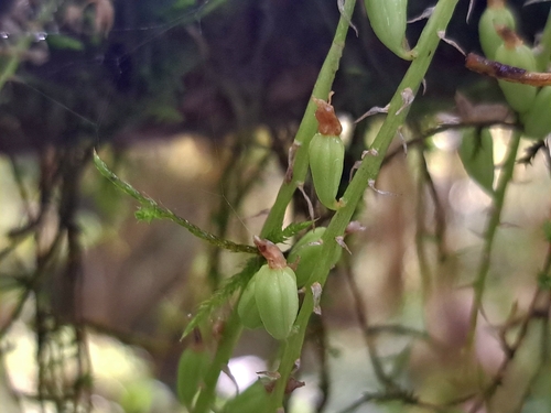 Liparis elliptica, photograph 1