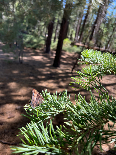 iNaturalist observation photo of California Tortoiseshell