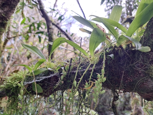 Liparis elliptica, photograph 2