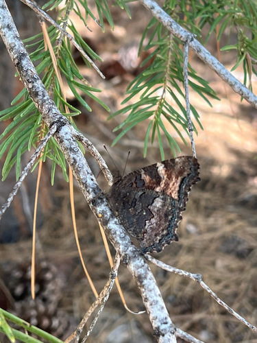 iNaturalist observation photo of California Tortoiseshell