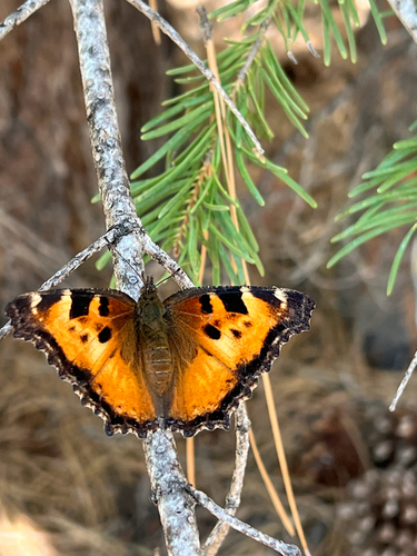 iNaturalist observation photo of California Tortoiseshell