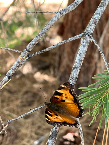 iNaturalist observation photo of California Tortoiseshell