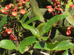 Psittacanthus cucullaris