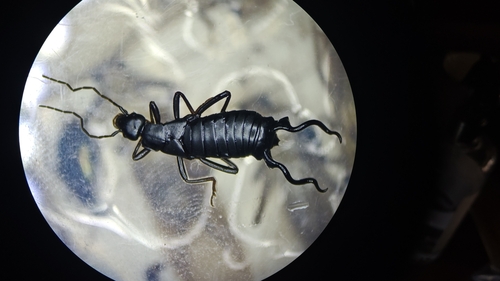 Chelidura dalijiashana