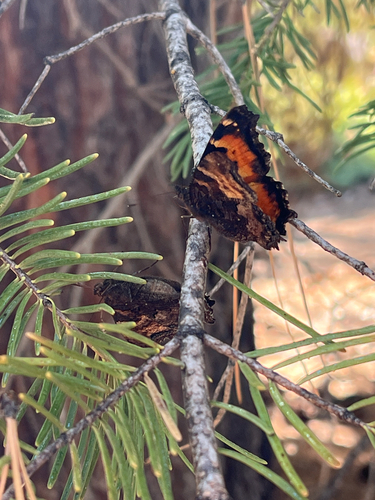 iNaturalist observation photo of California Tortoiseshell
