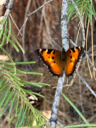 iNaturalist observation photo of California Tortoiseshell