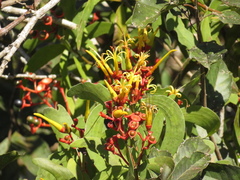 Psittacanthus cucullaris