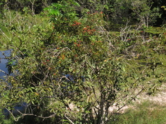 Psittacanthus cucullaris