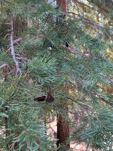 iNaturalist observation photo of California Tortoiseshell