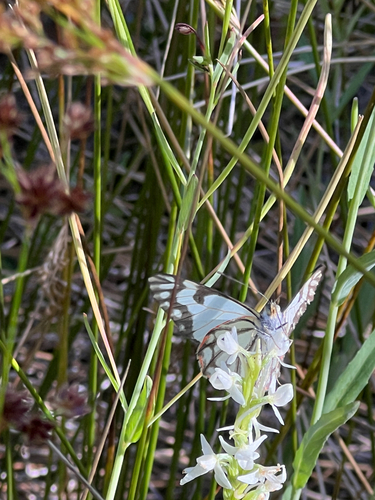 iNaturalist observation photo of Pine White