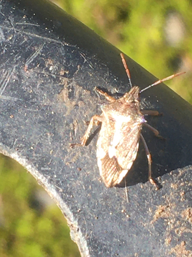 Schellenberg's soldier bug