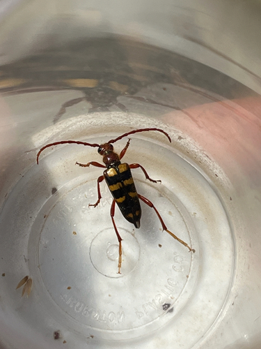 iNaturalist observation photo of Xestoleptura crassicornis