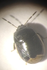 Legnotus limbosus