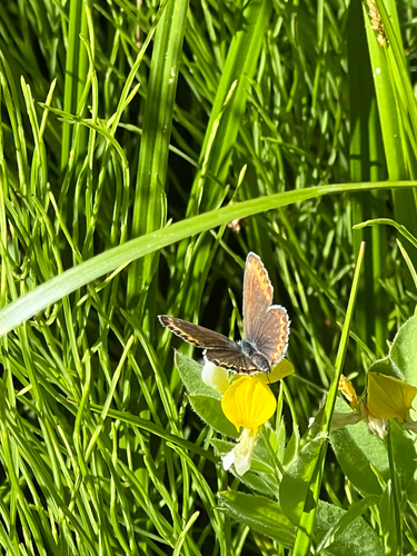 iNaturalist observation photo of Anna's Blue