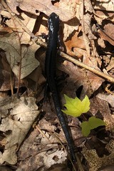 Plethodon teyahalee