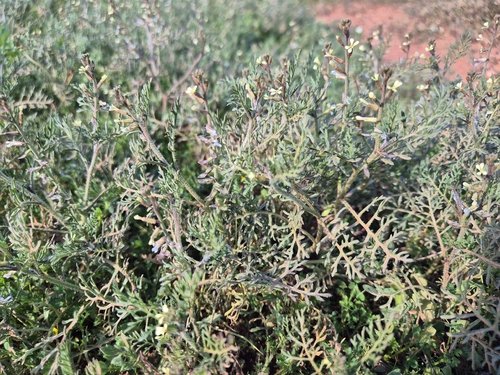 Ward's Weed