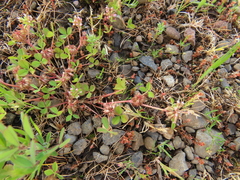 Trifolium cernuum