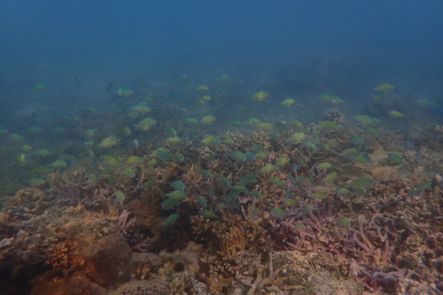 Chromis observed 2026-08-01